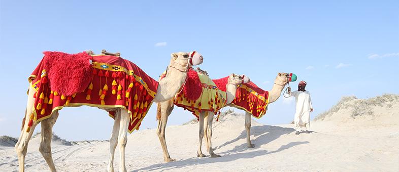 My Guest Desert Safari Tour